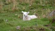 P1080158 * At Lorgill Bay, Skye * 3968 x 2232 * (6.18MB)