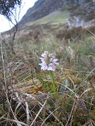 IMG_0473 * Heath spotted orchid, Ben Hope