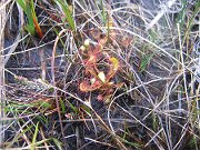 IMG_0524 * Sundews on Foinaven