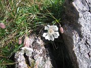 IMG_0567 * White campion, Sheigra