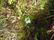 IMG_0579 * Cloudberry, Ben Wyvis