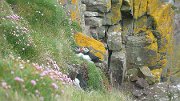 P1040999 * Puffins!