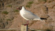 P1050054 * Black headed gull at Durness