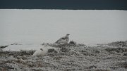 P1030997 * Ptarmigan