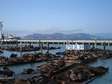 IMG_2213 * Pier 39 Sealions