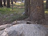 IMG_2515 * A Lodgepole Chipmunk, or possibly a Yellow Pine or Least Chipmunk!