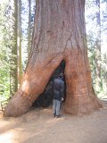 IMG_2743 * Sequoia